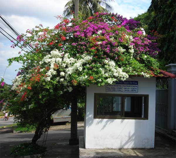 Vietnam Consulate.  Sihanoukville, Cambodia.