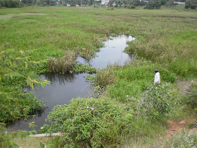 rice fields, sihanoukville, cambodia