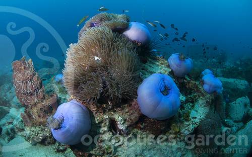 Octopuses Garden Diving Center in SihanoukVille, Cambodia.