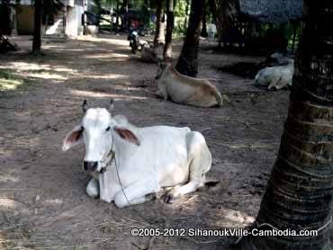 a cow, and the cow's friends