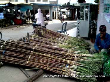 sugar cane